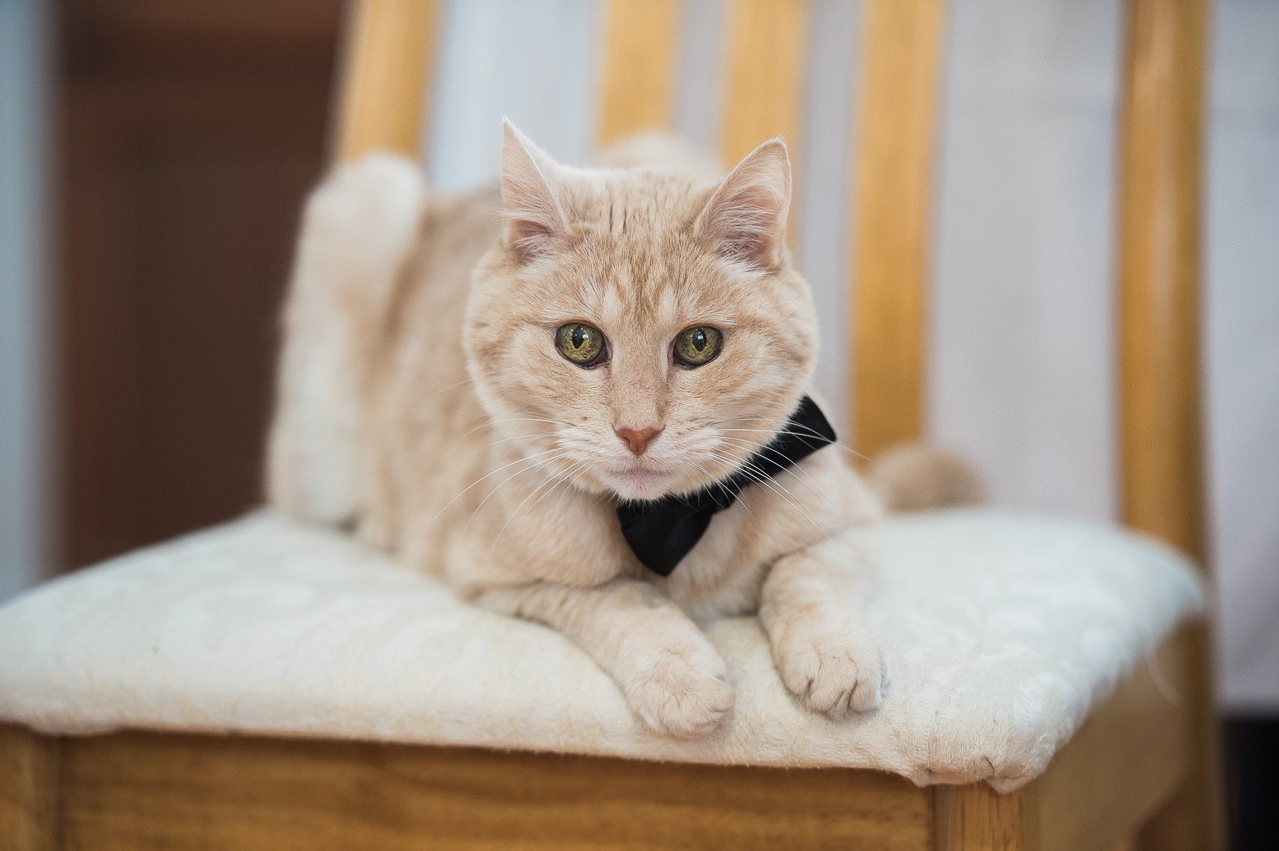 Wedding at Huntingdale Golf Club cat