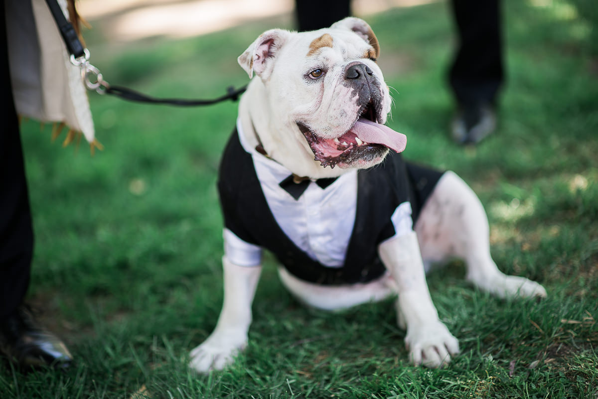 wedding at carousel albert park dog