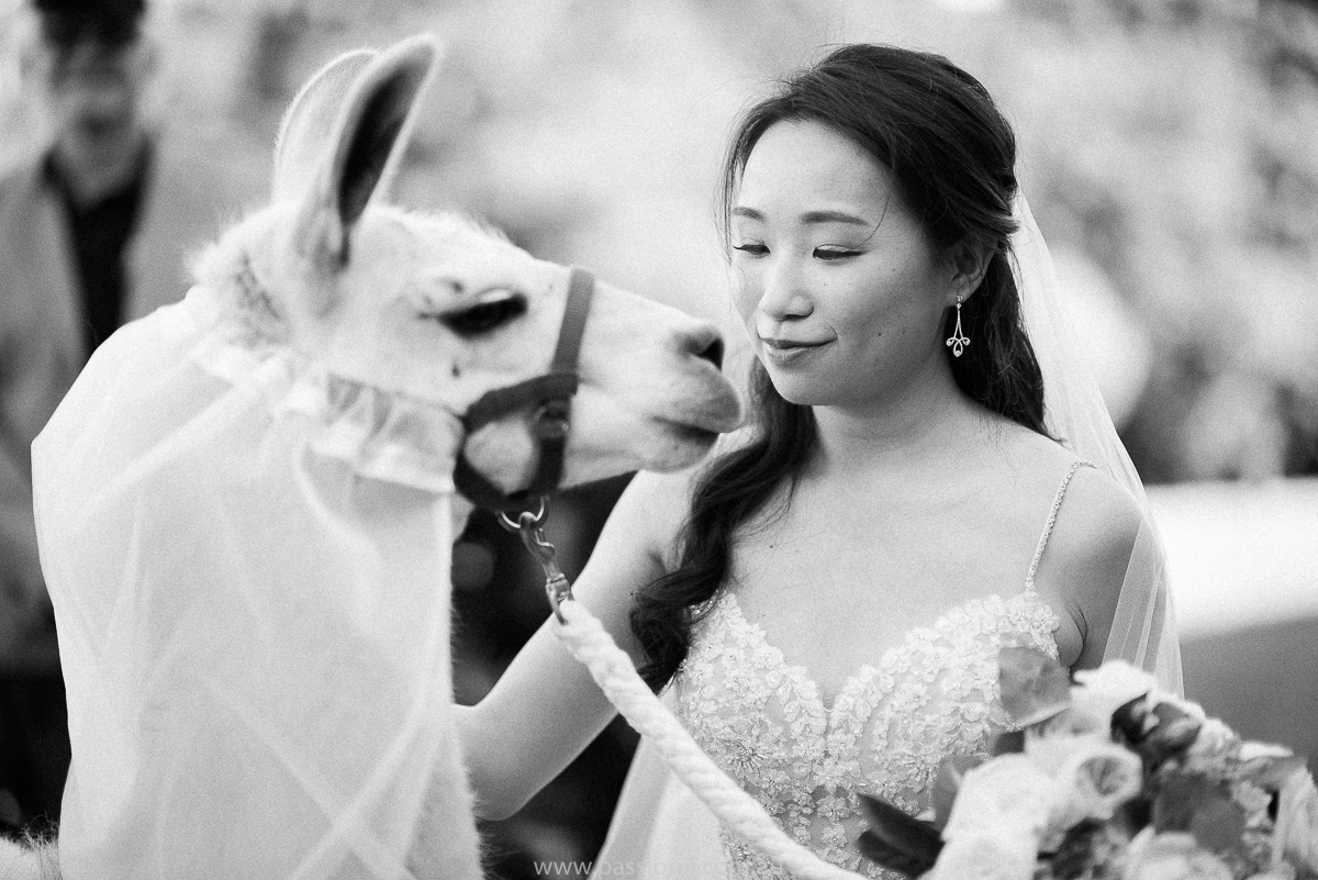Wedding at RACV Healesville