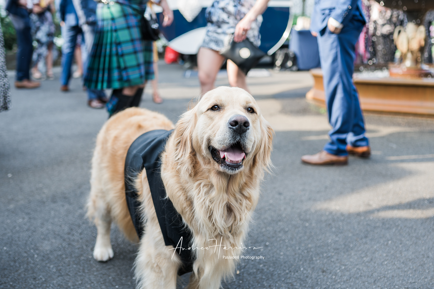 wedding dog