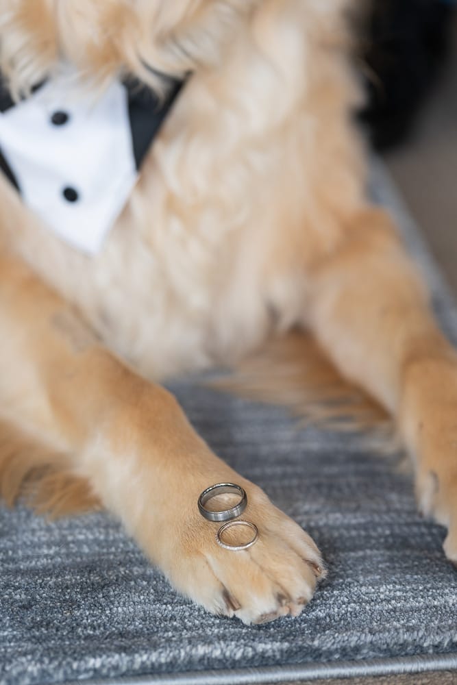 dog with rings